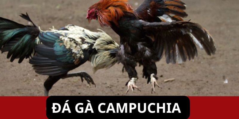 Đôi nét về đá gà Campuchia 