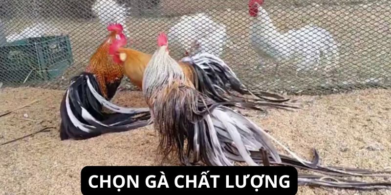 Bạn nên chọn con có chất lượng cao, dòng gen tốt