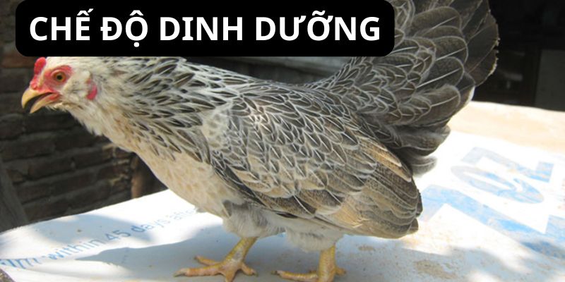 Người nuôi cần chú ý đến chế độ dinh dưỡng phù hợp theo từng giai đoạn